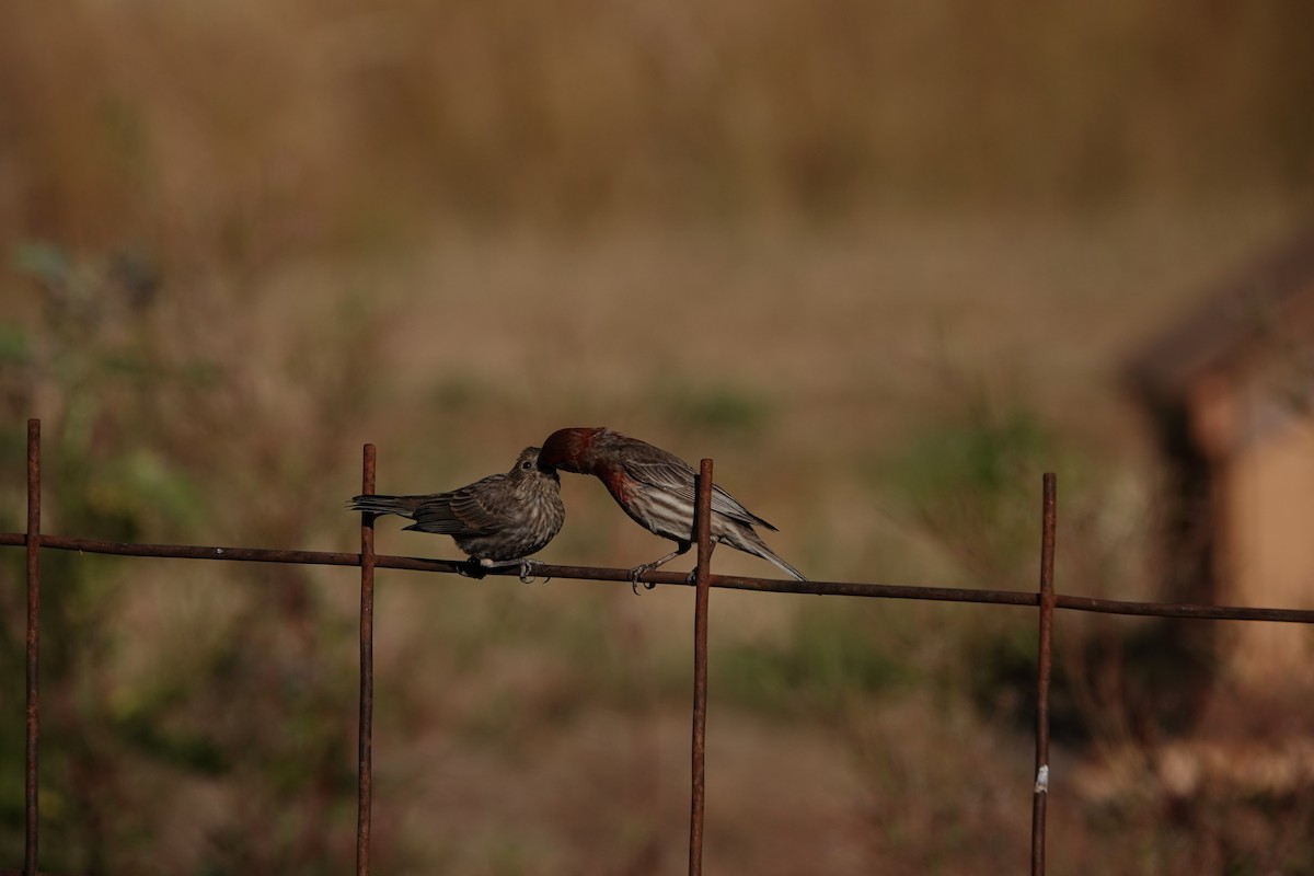 House Finch - ML615884228