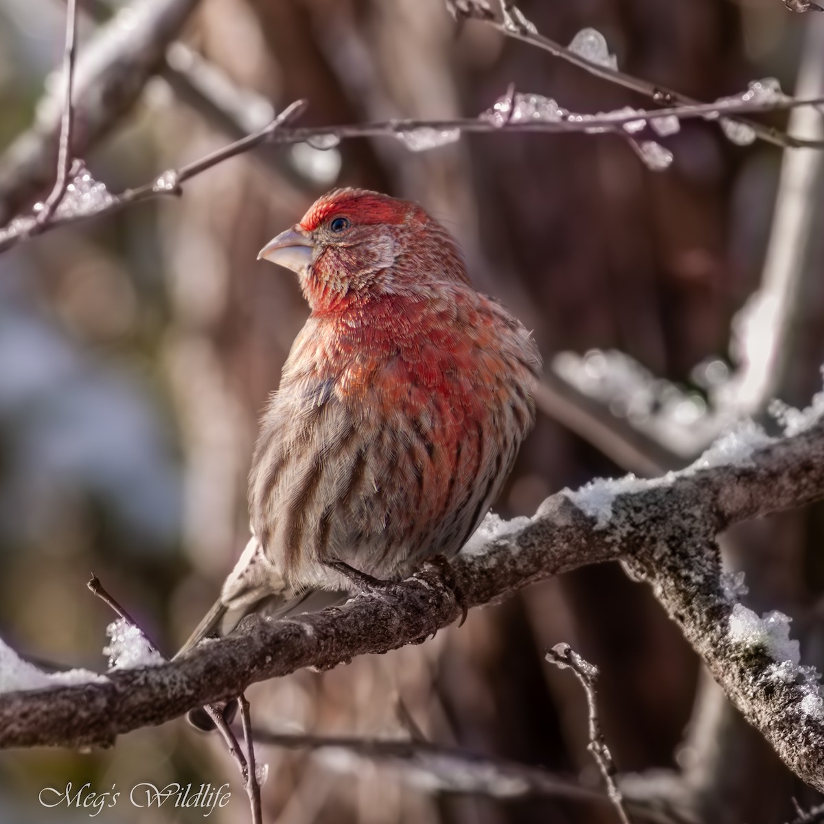 House Finch - ML615884236