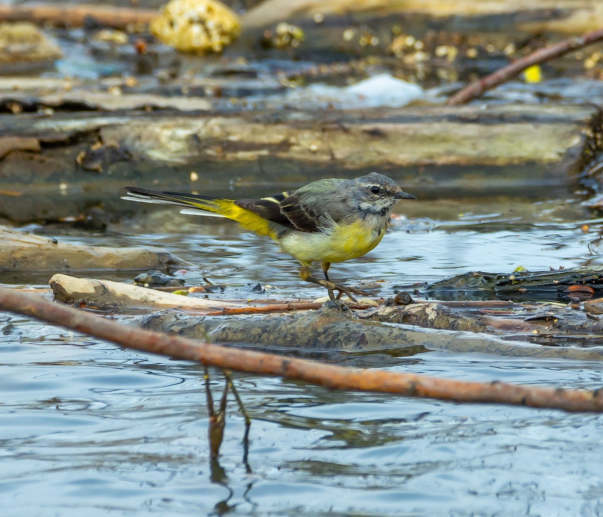 Gray Wagtail - ML615884259