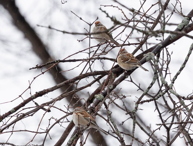 American Tree Sparrow - ML615884308
