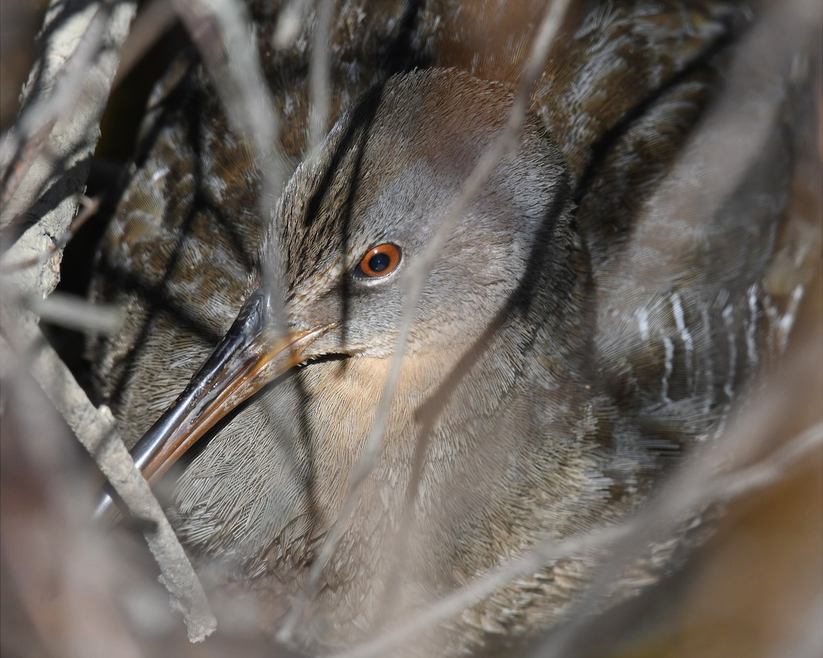 Clapper Rail - ML615884311