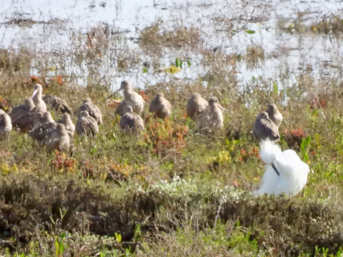 Snowy Egret - Martha Wild