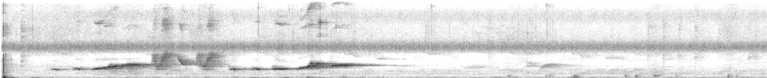 Beyaz Belli Şama [malabaricus grubu] - ML615884341