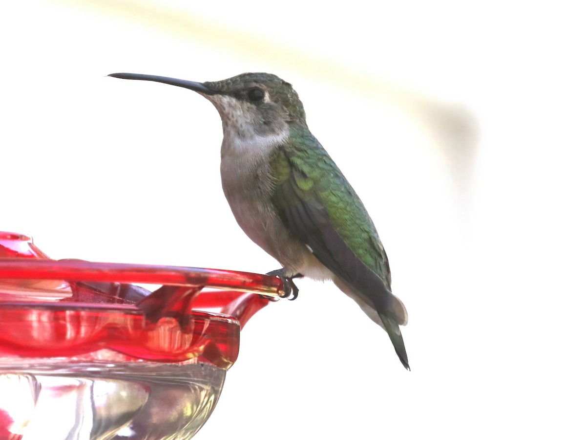 Black-chinned Hummingbird - ML615884358