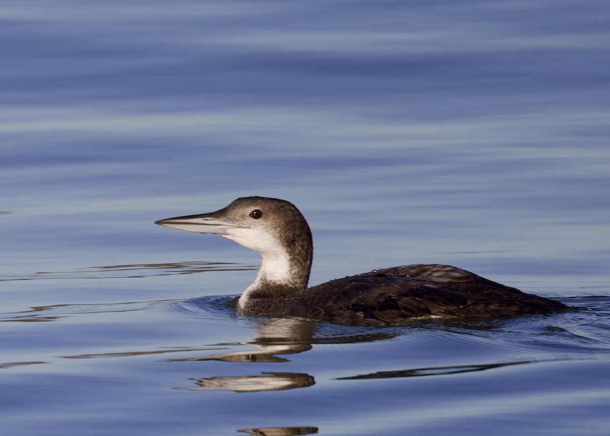 Common Loon - ML615884373