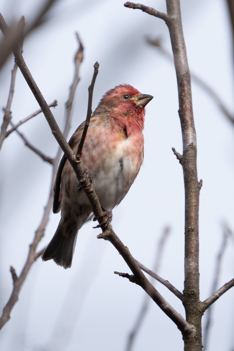 Purple Finch - Bernard Rodrigue