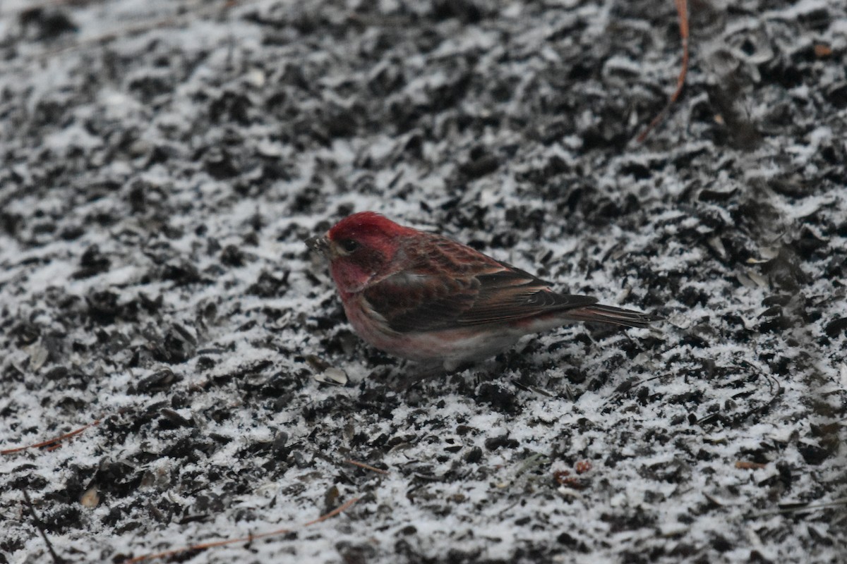 Purple Finch - ML615884469