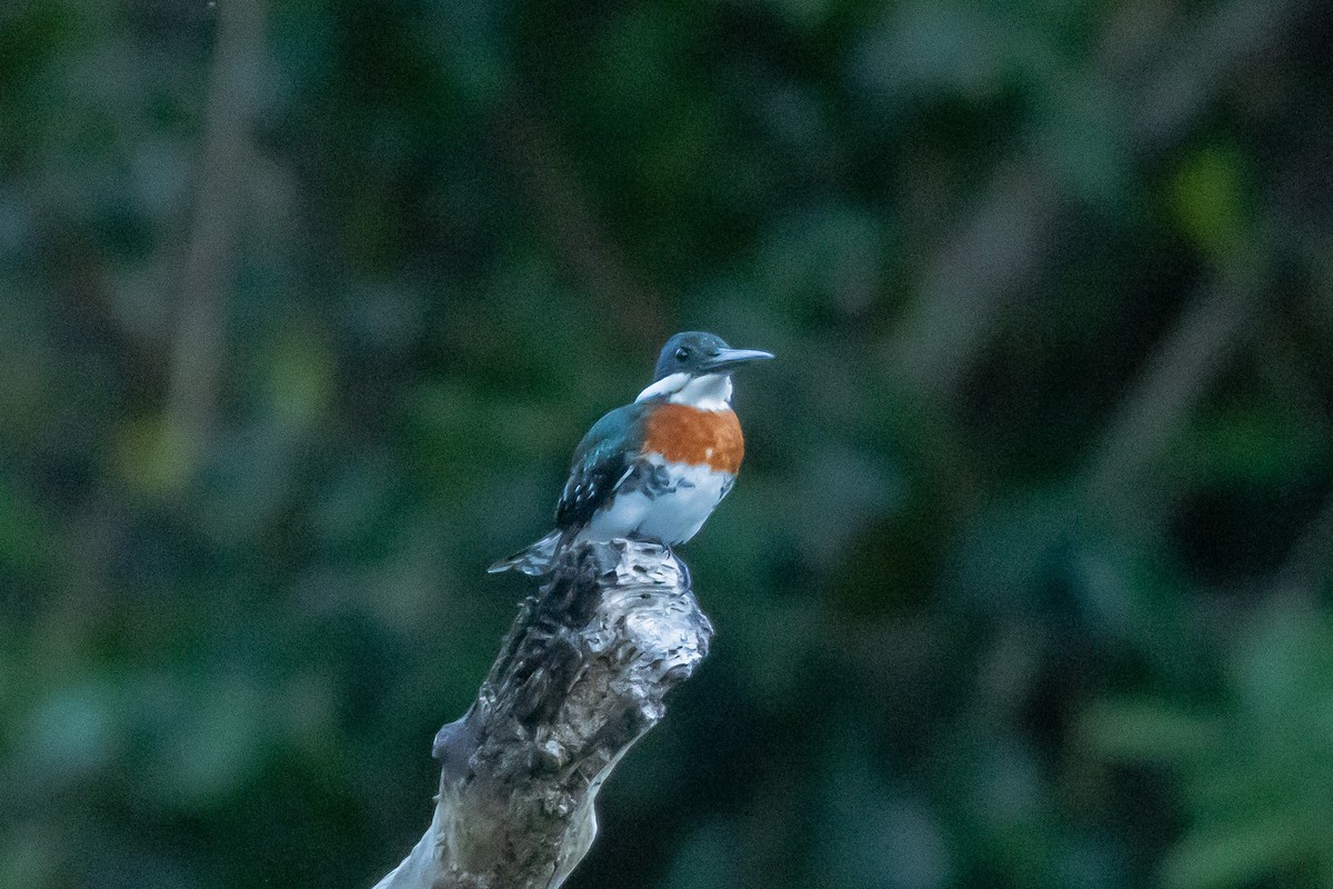 Green Kingfisher - ML615884471