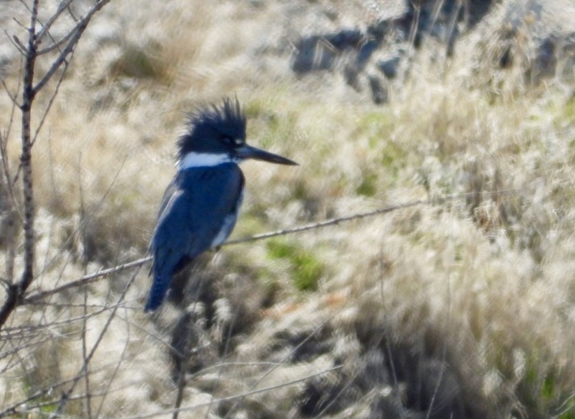 Belted Kingfisher - ML615884476