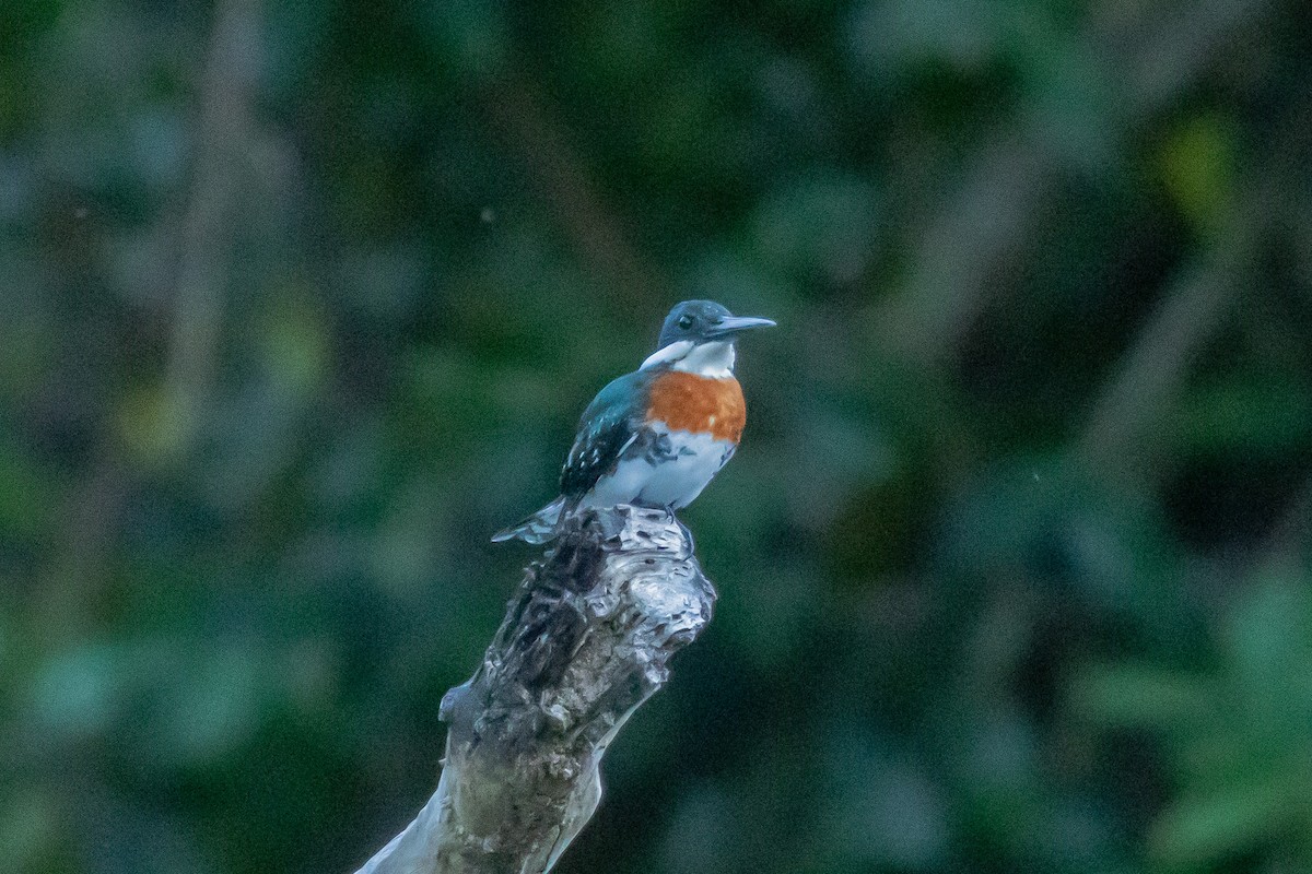 Green Kingfisher - ML615884492