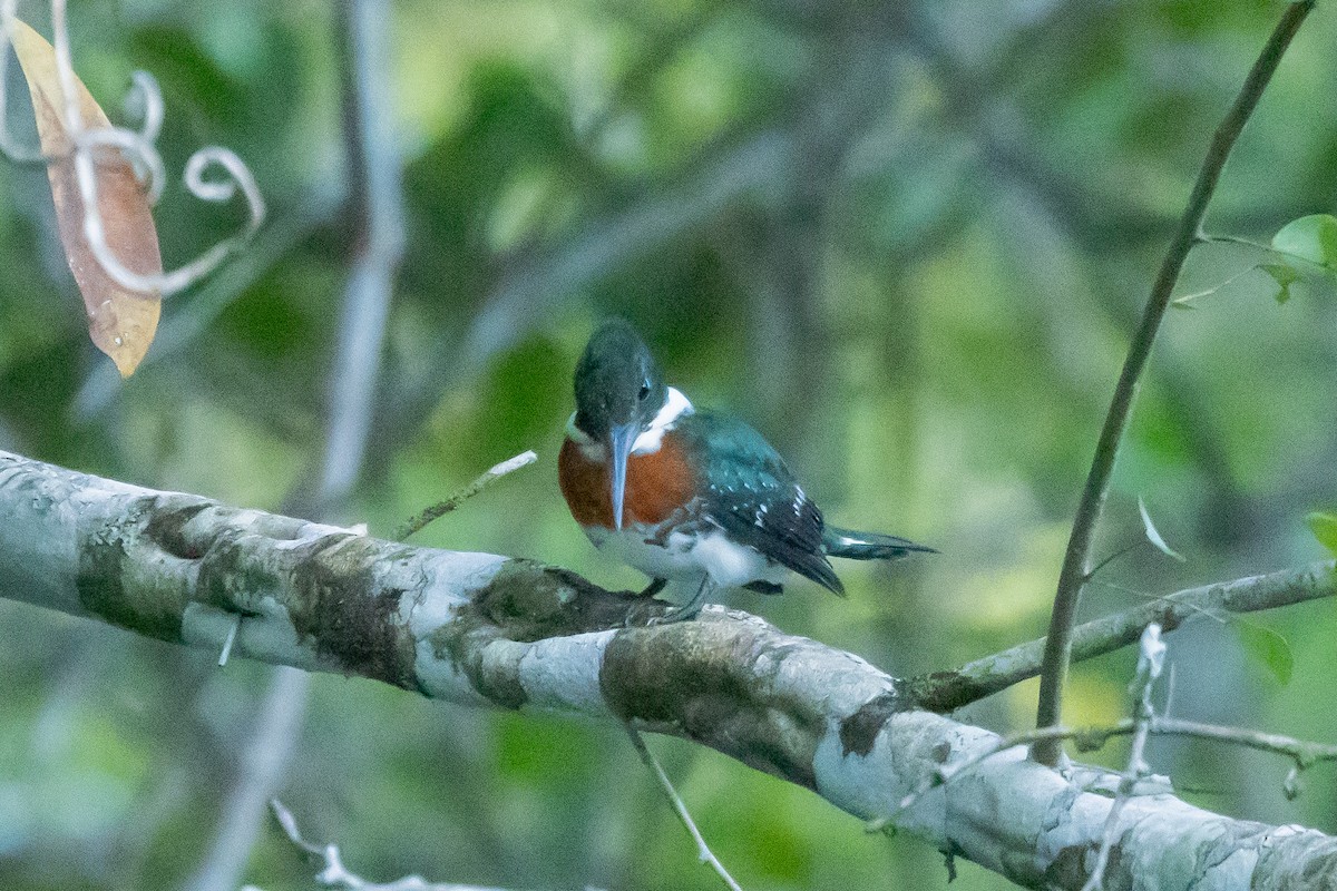 Green Kingfisher - ML615884493