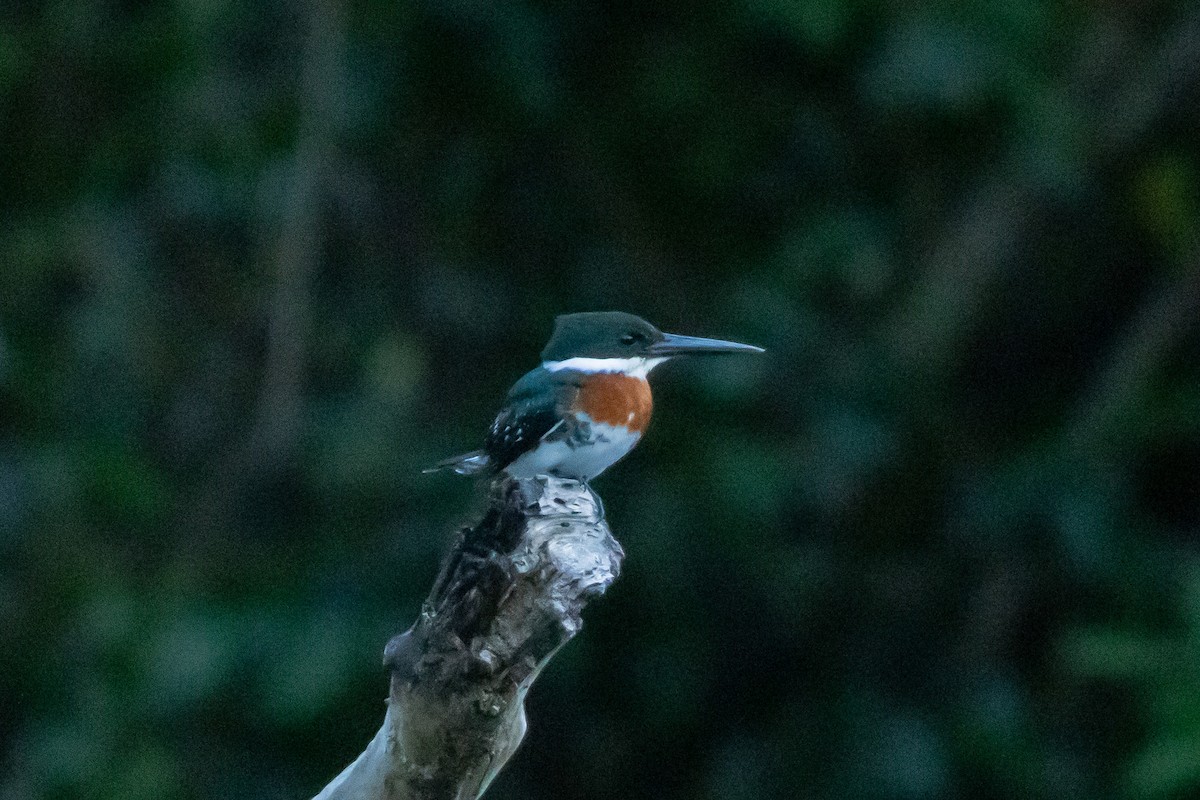 Green Kingfisher - ML615884495