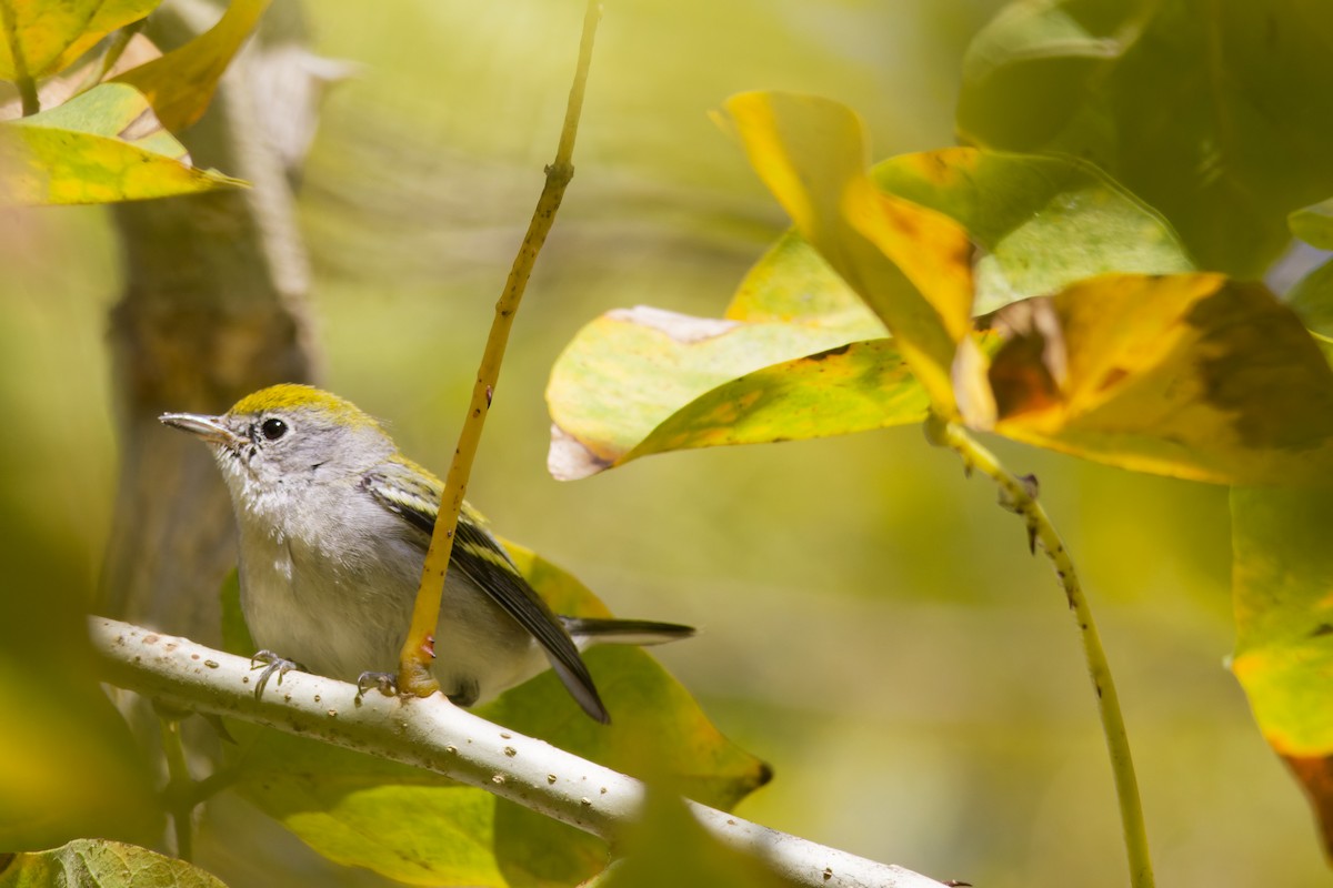 Chestnut-sided Warbler - Aaron Anderson