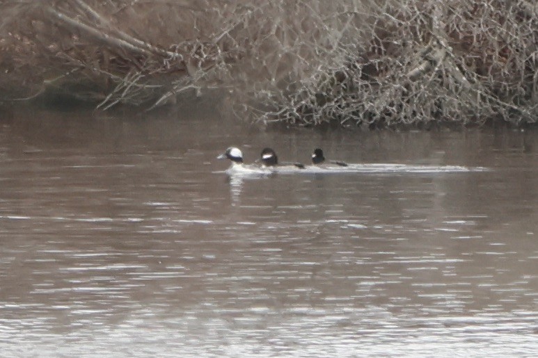 Bufflehead - ML615884513