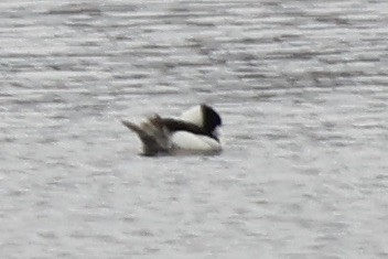 Bufflehead - ML615884514