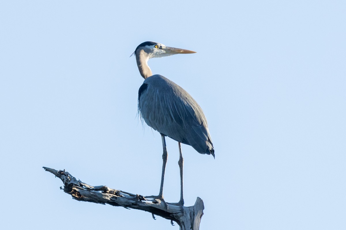 Great Blue Heron - Gordon Starkebaum