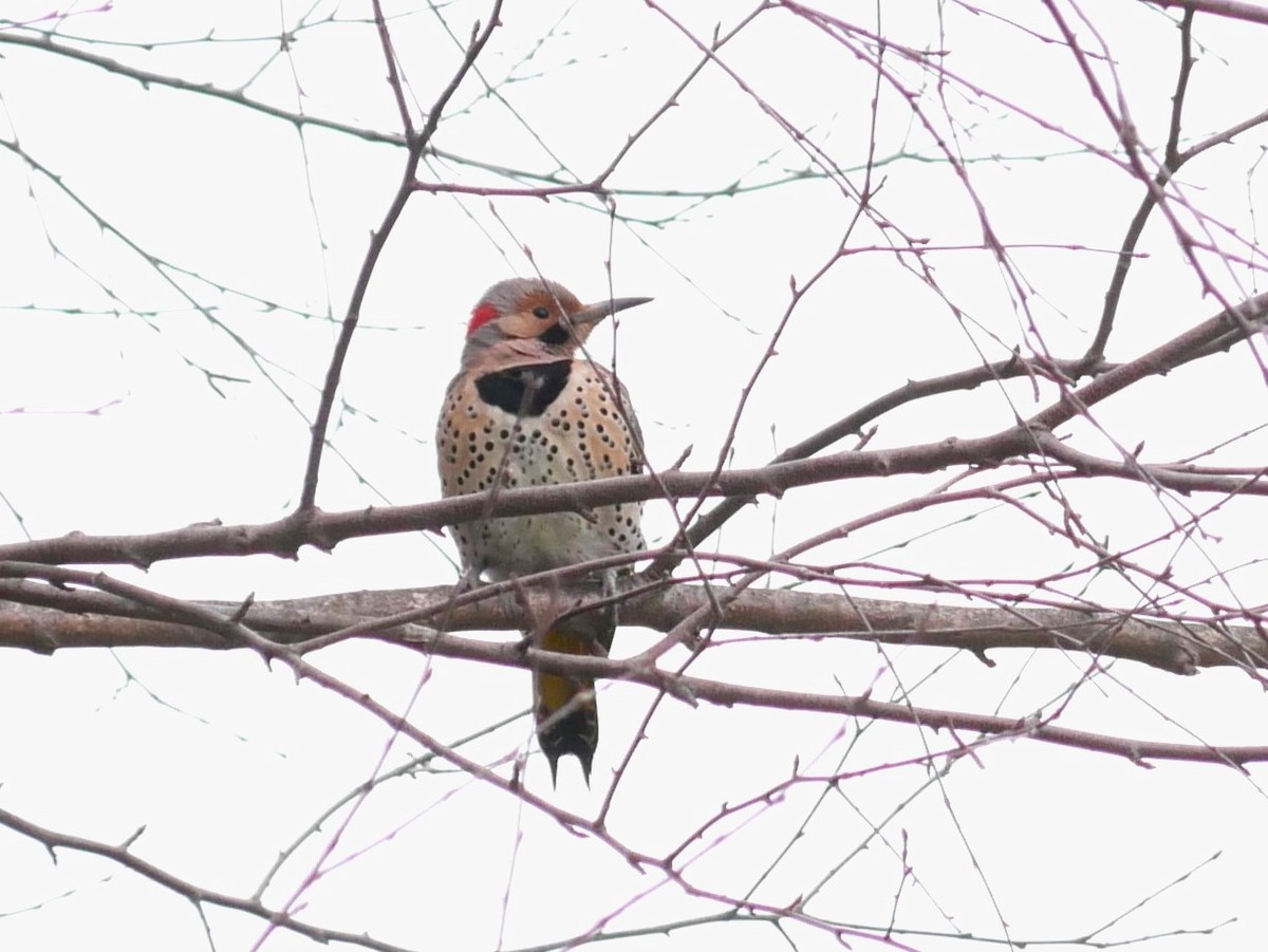 Northern Flicker - ML615884572