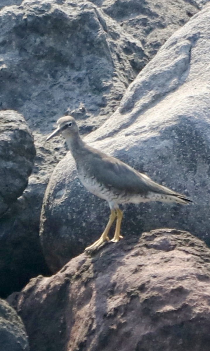 Wandering Tattler - ML615884592