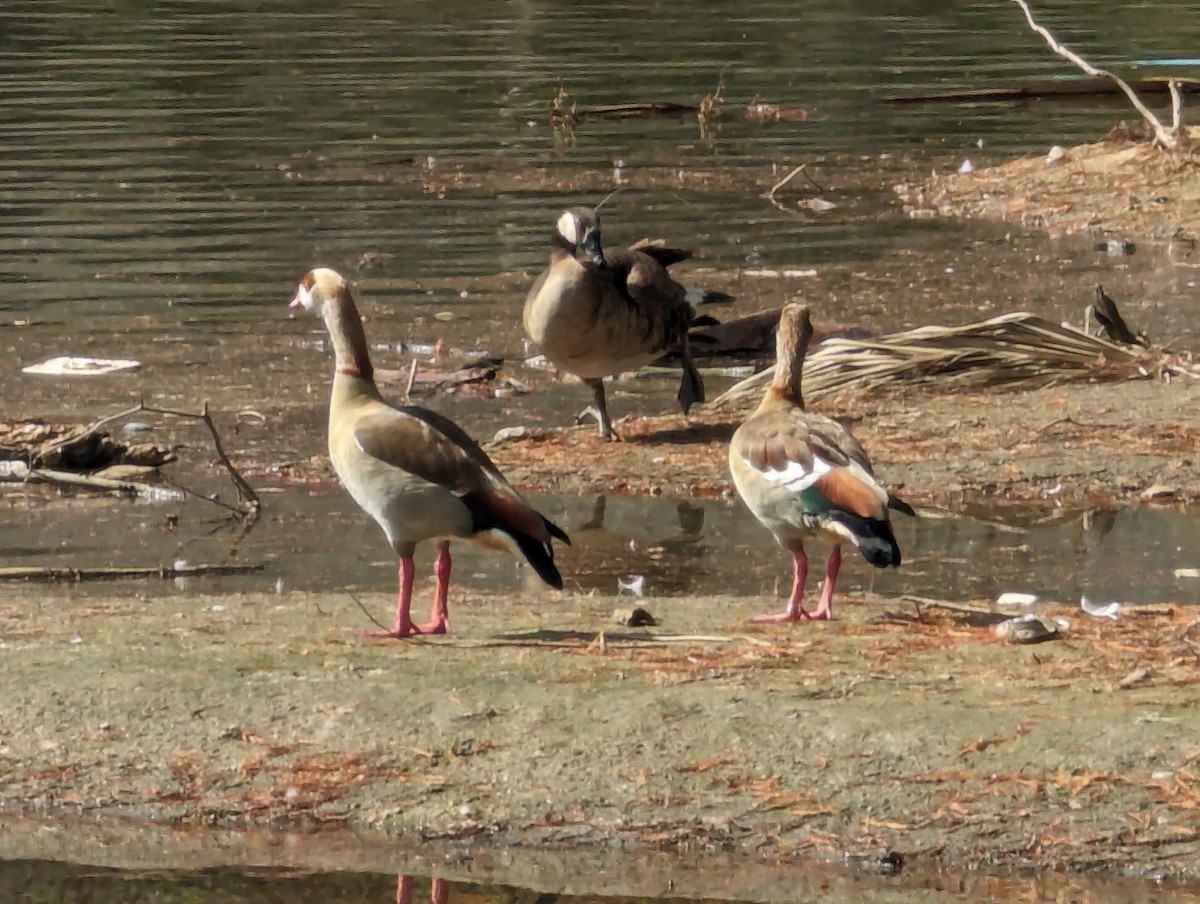 Egyptian Goose - ML615884609