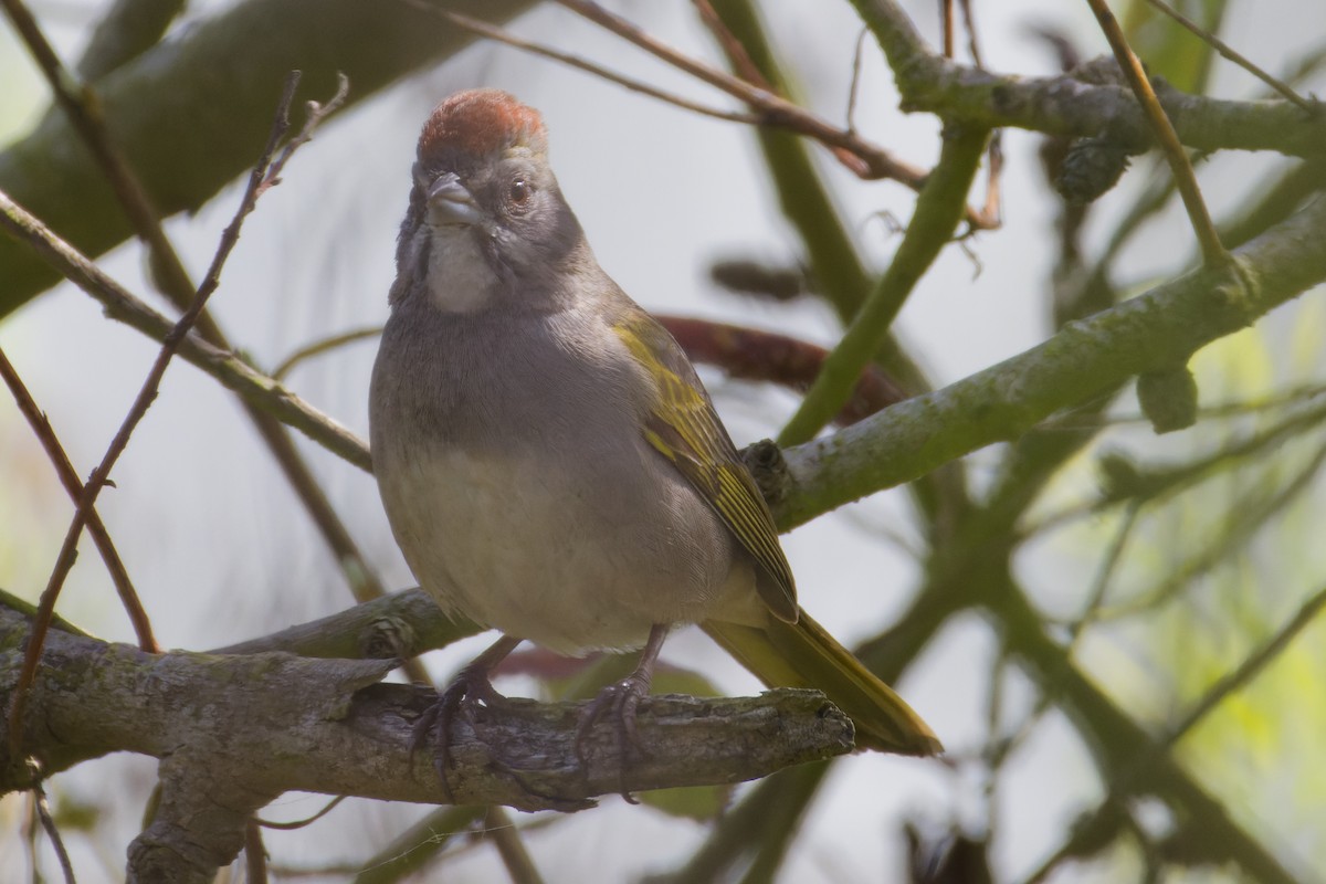 Green-tailed Towhee - Aaron Anderson
