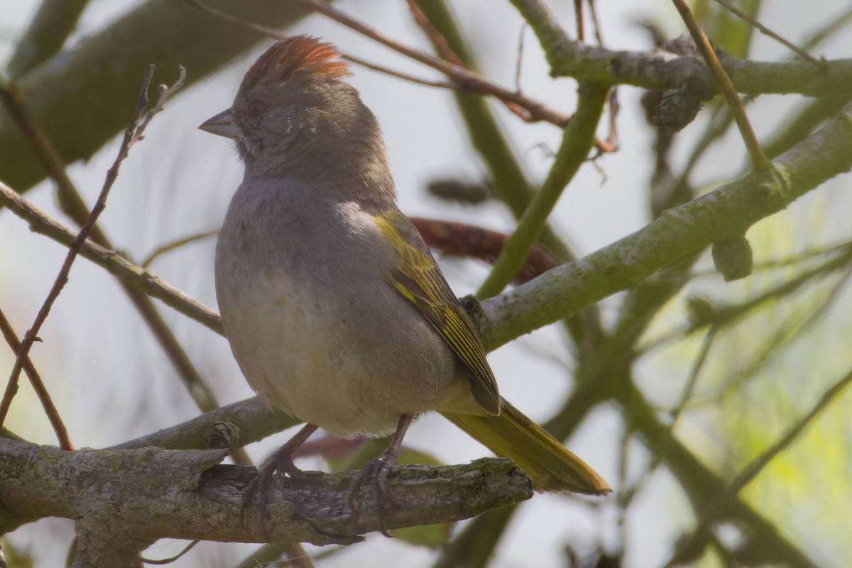 Green-tailed Towhee - ML615884611