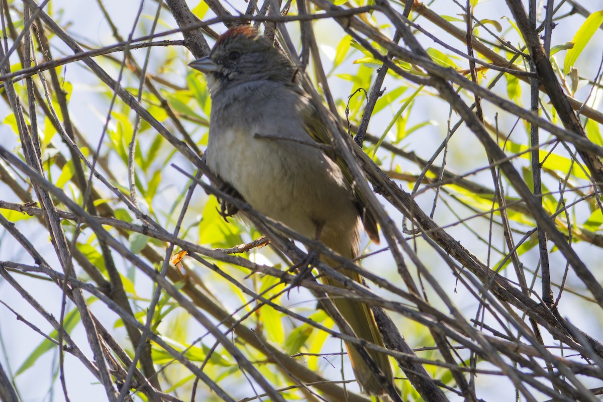 Green-tailed Towhee - Aaron Anderson