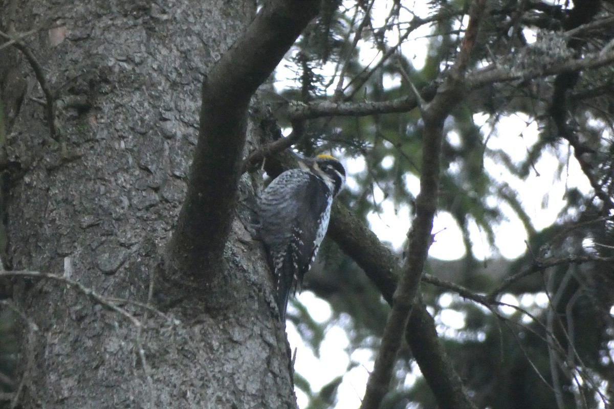 Eurasian Three-toed Woodpecker - Zdeněk Selinger