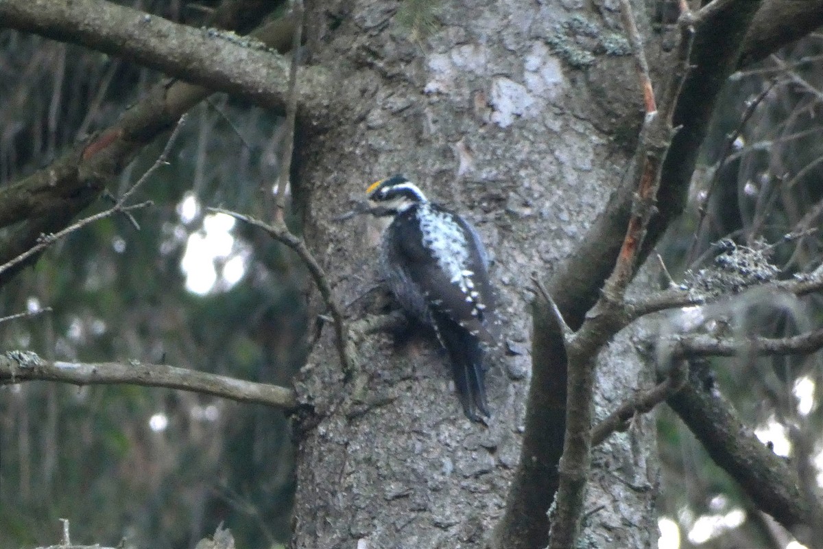 Eurasian Three-toed Woodpecker - Zdeněk Selinger