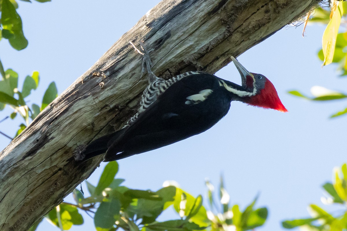 Lineated Woodpecker - ML615884628