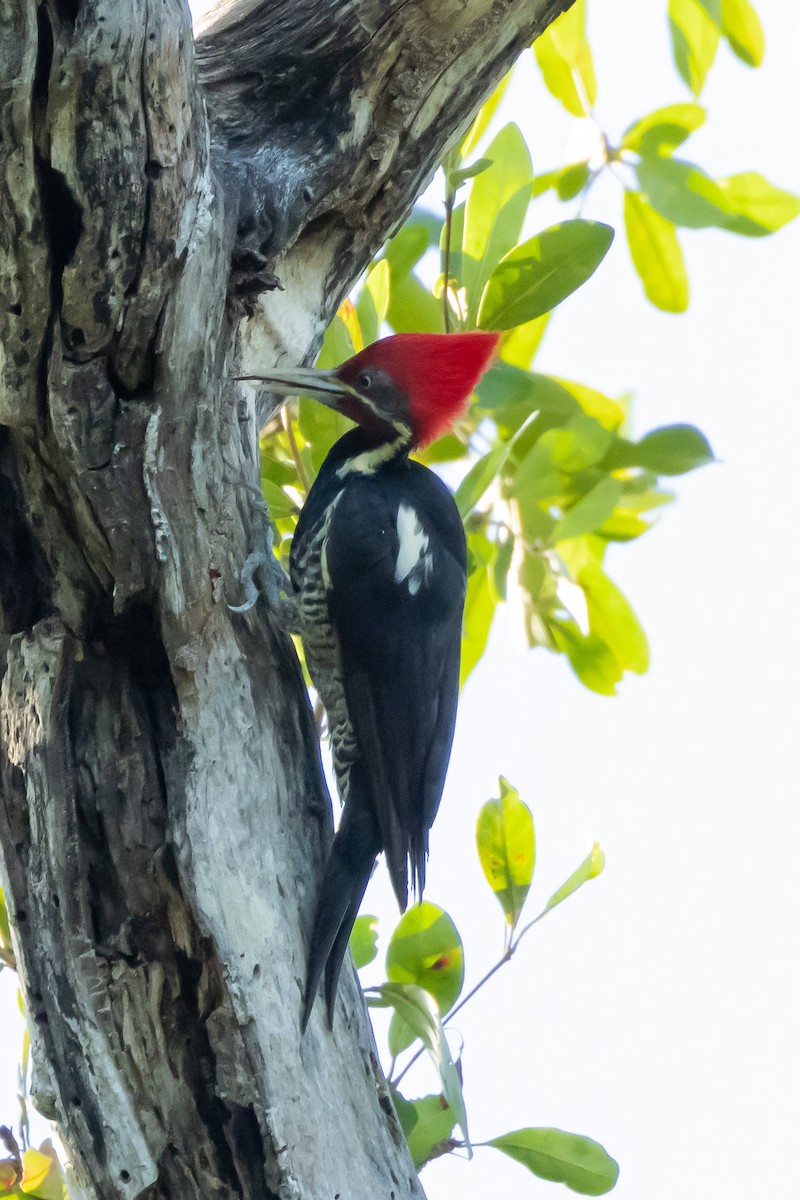 Lineated Woodpecker - ML615884630