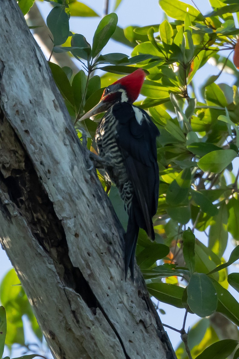 Lineated Woodpecker - ML615884631