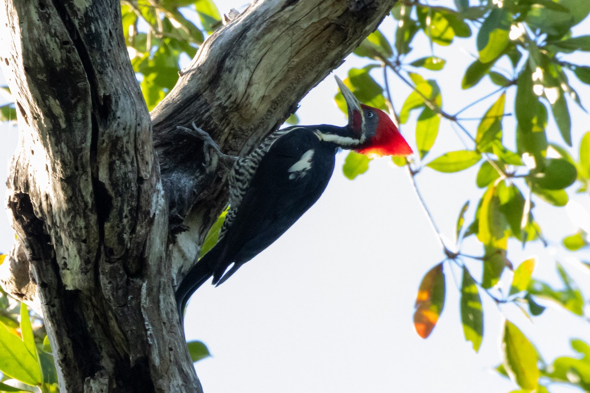 Lineated Woodpecker - ML615884633