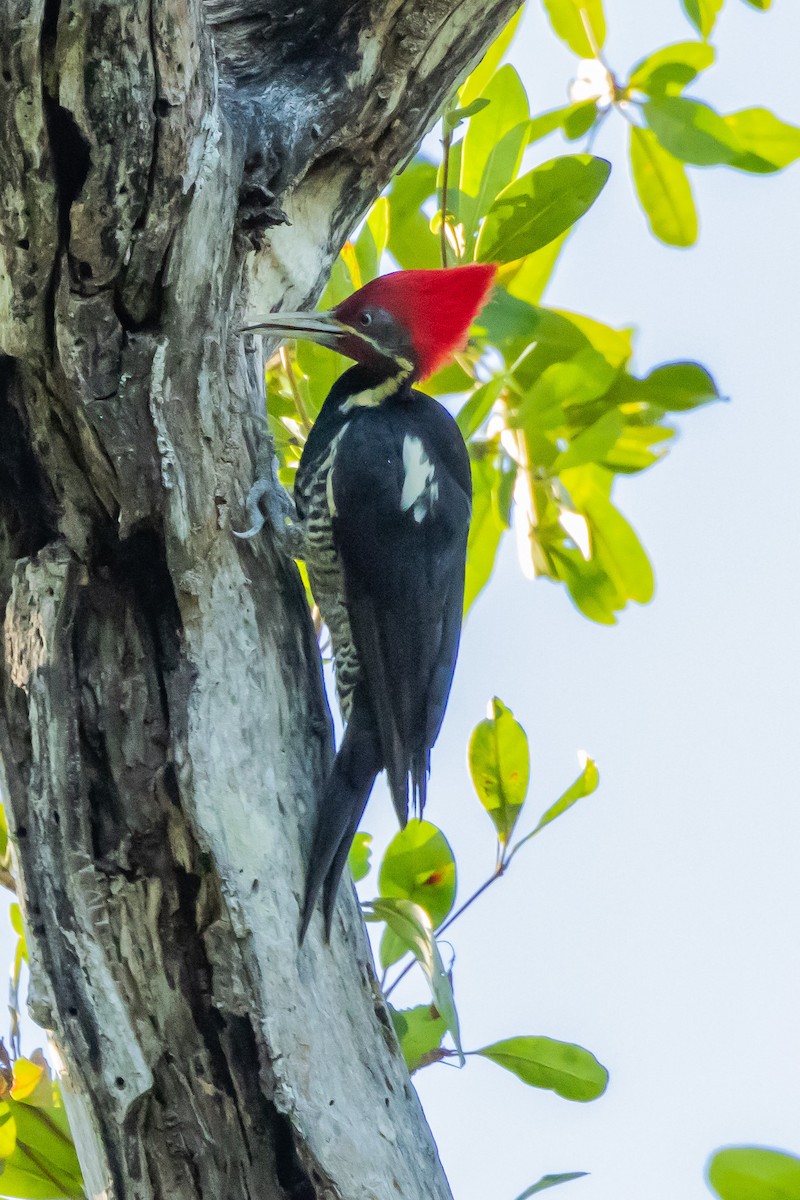 Lineated Woodpecker - ML615884634