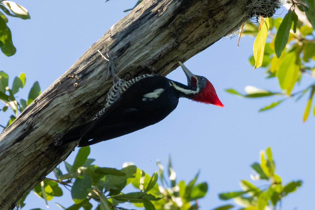 Lineated Woodpecker - ML615884635