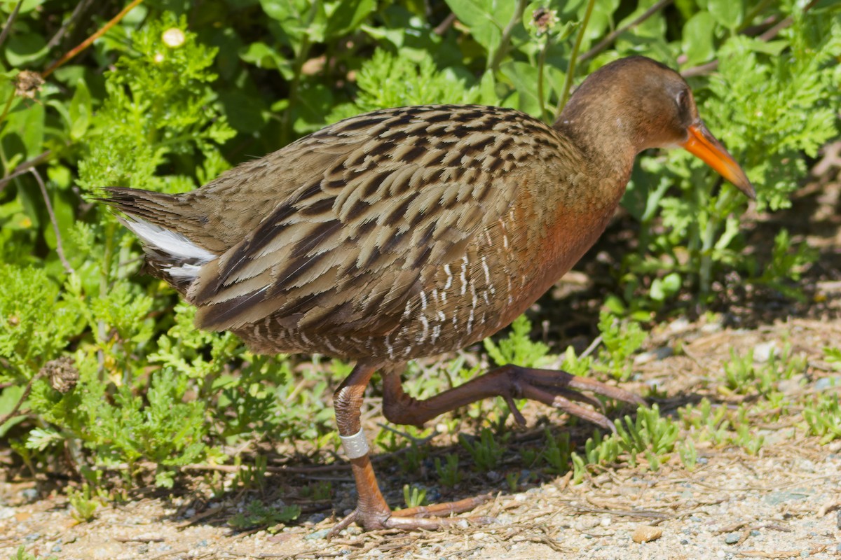 Ridgway's Rail - Aaron Anderson