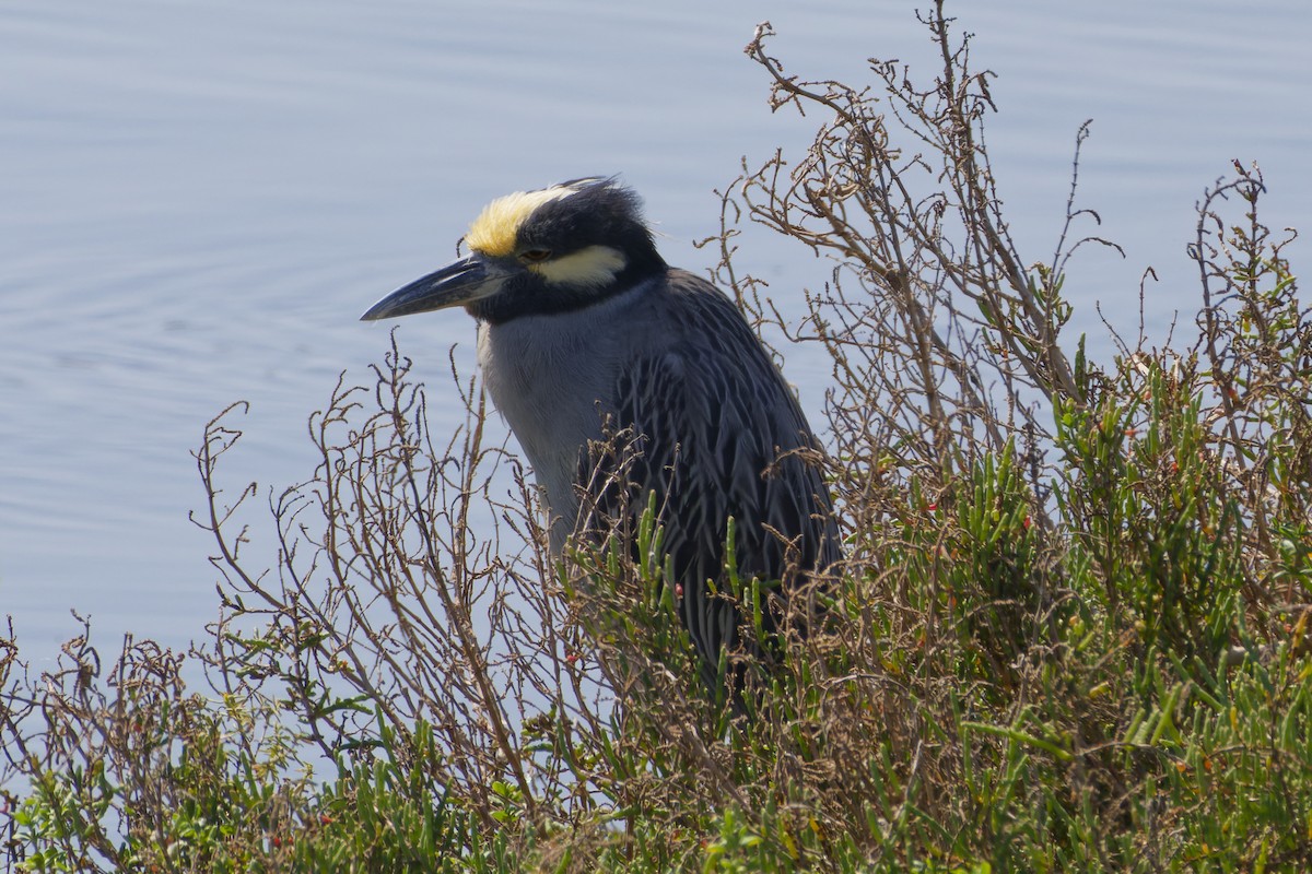 Yellow-crowned Night Heron - Aaron Anderson