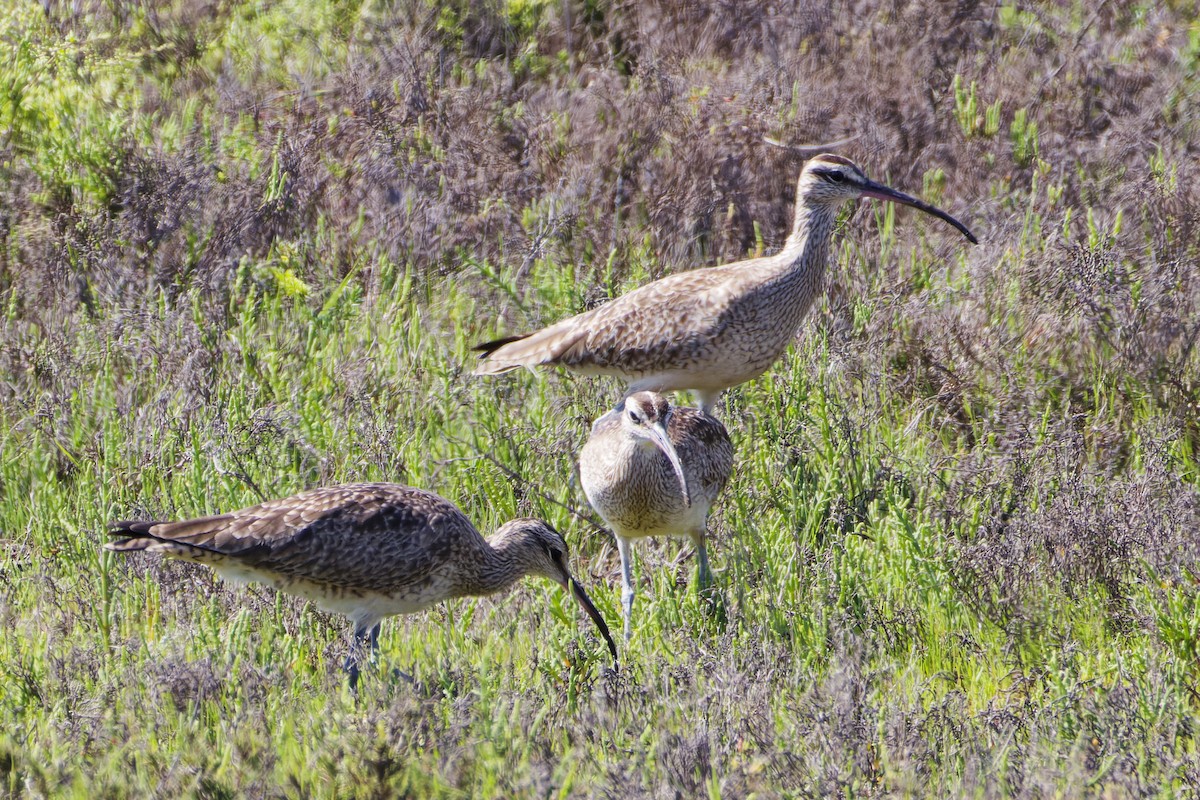 Whimbrel - Aaron Anderson