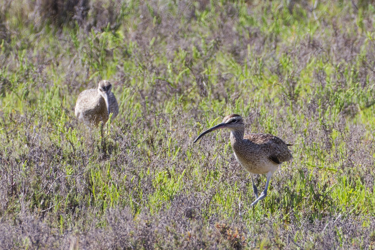 Whimbrel - Aaron Anderson