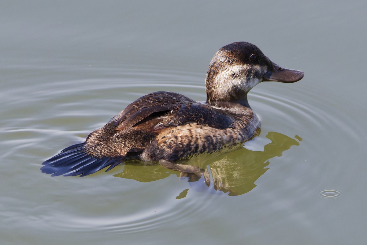 Ruddy Duck - ML615884690