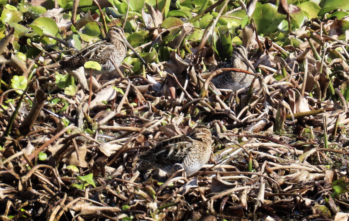 Wilson's Snipe - ML615884708