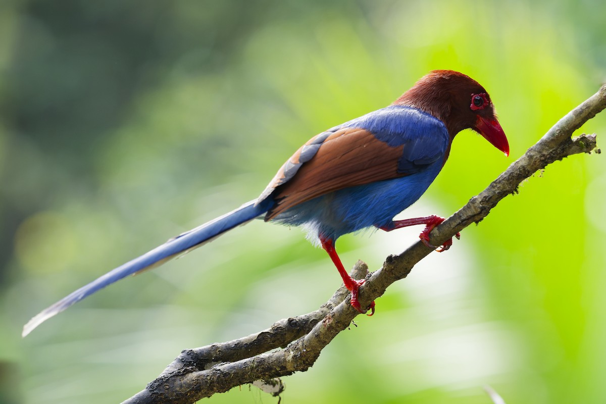 Sri Lanka Blue-Magpie - ML615884737