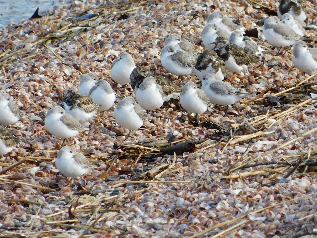 Bécasseau sanderling - ML615884804