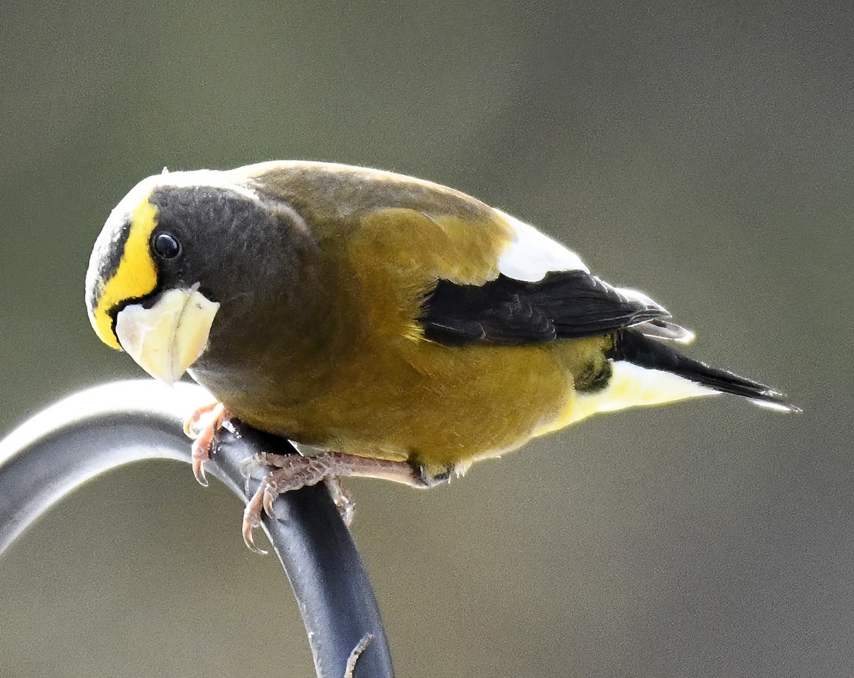 Evening Grosbeak - ML615884918