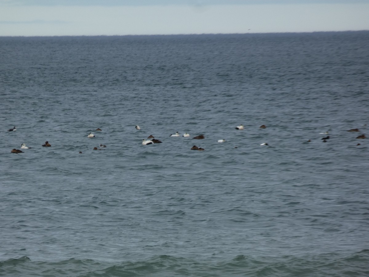 Common Eider - ML615885033