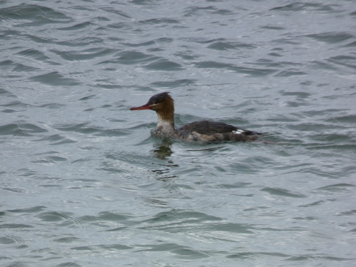 Red-breasted Merganser - ML615885038