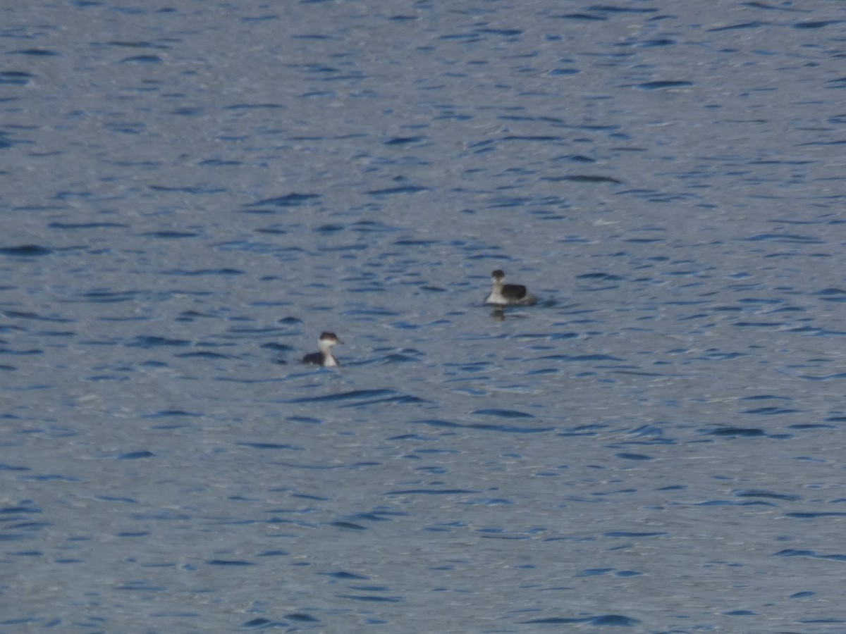 Horned Grebe - ML615885044