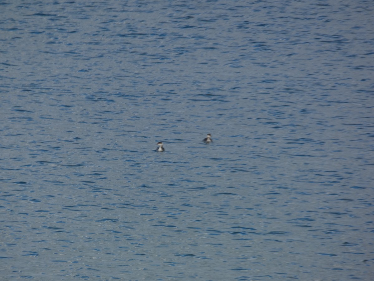 Horned Grebe - Eilidh Gallien