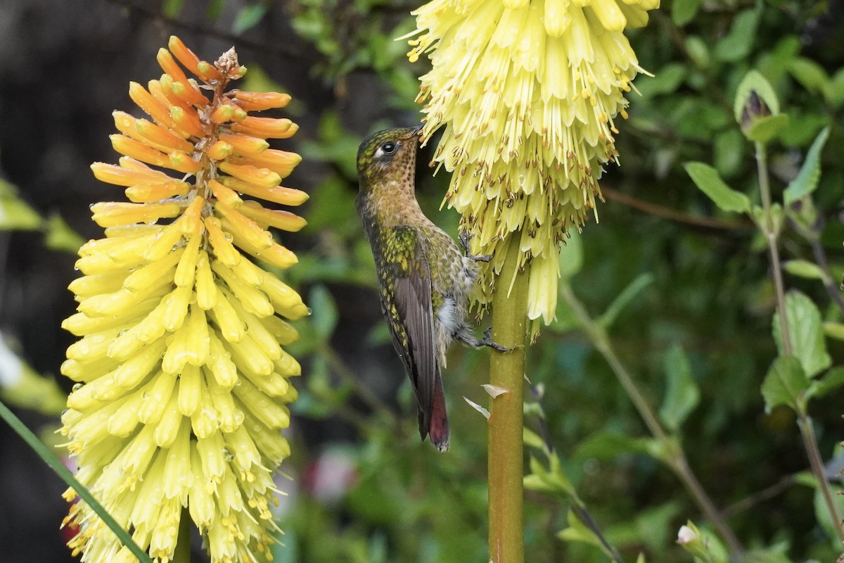 kolibřík dřišťálový (ssp. tyrianthina/quitensis) - ML615885064