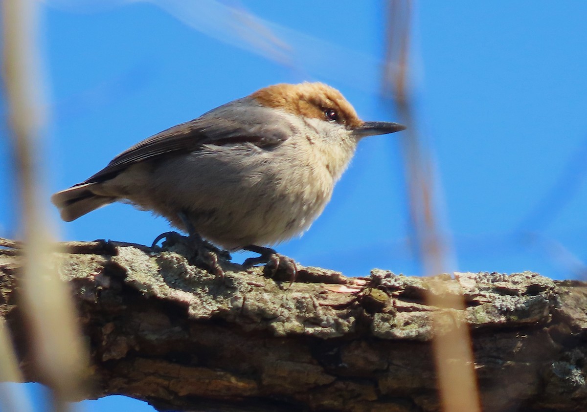 Brown-headed Nuthatch - ML615885104