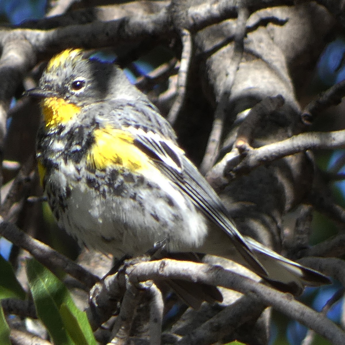 Yellow-rumped Warbler (Audubon's) - ML615885128